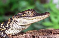 Baby Dwarf Caiman (Paleosuchus palpebrosus) 3