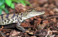 Baby American Alligator (Alligator mississippiensis) 2