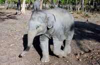 Baby elephant at the Elephant Camp