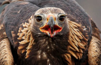 (viii) Golden Eagle (Aquila chrysaetos)