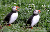 Puffins in the nesting area (Fratercula arctica)  "Been waiting long?"