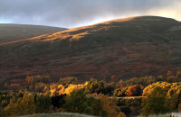 Background colours for the falconry workshop