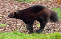 (i) Wolverine 'Xale' (Gulo gulo)