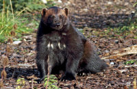 (ii) Wolverine 'Xale' (Gulo gulo)