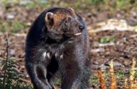 (iii) Wolverine 'Xale' (Gulo gulo)