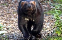 (iv) Wolverine 'Xale' (Gulo gulo)