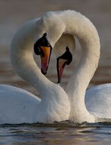 Courting Mute swans