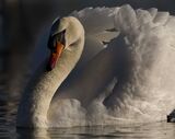 Male Mute swan in the morning light.