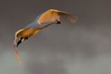 A Whooper Swan in flight.