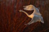 A Whooper Swan in flight.