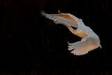 A Whooper Swan in flight.