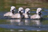 Cygnets on the canal.