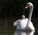 Cygnet catching a ride with Mother.