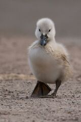 A cygnet on the canal towpath in Stroud.