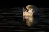 Male Mute swan in the evening light.