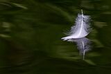 A Mute swan feather.