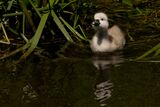 A cygnet on the canal in Stroud.