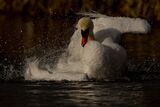 A Mute Swan washing.