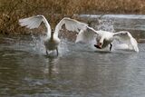 Territorial Swans