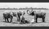 Elephants taking mud baths