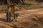Wildlife