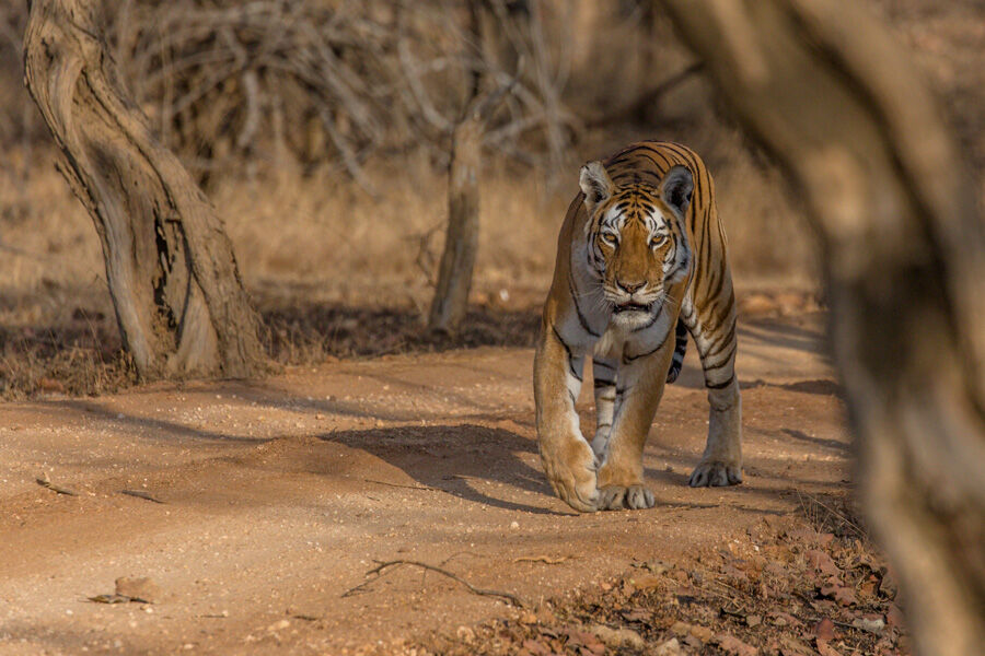 Tigress
