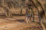Tigress
