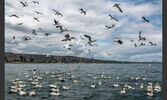 Gannets in flight