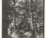 Deffer Wood