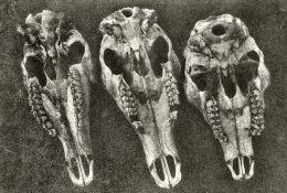 Three Sheep Skulls
