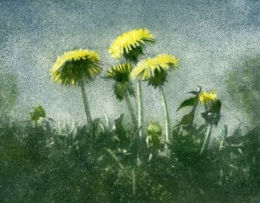 Dandilions