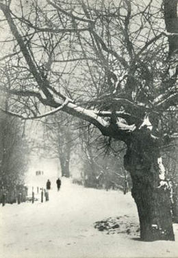 Snow Scene