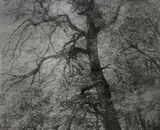 Smallbeech