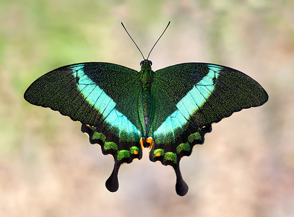 Asian Swallowtail resting
