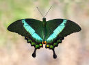 Asian Swallowtail resting