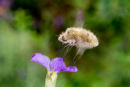 Feeding Bee-fly