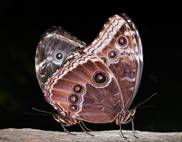 Mating Morphos