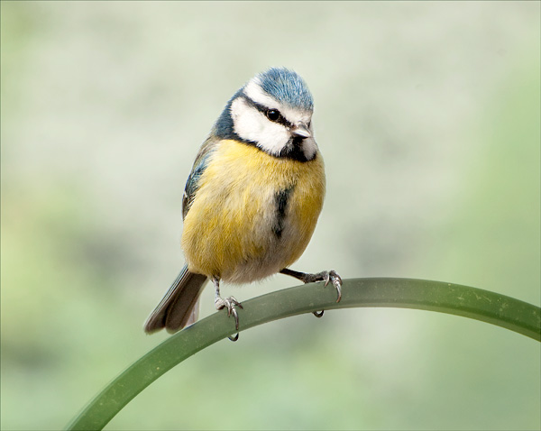 Blue Tit