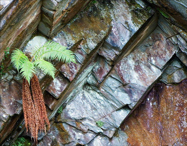 Rock fern