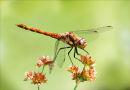 Common Darter