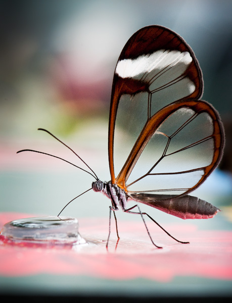 Glasswing feeding