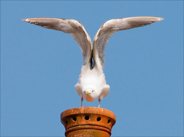 Gull calisthenics