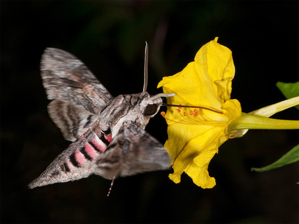 Convolvulus Hawk Moth