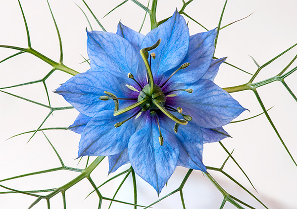 Nigella