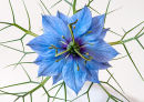Nigella