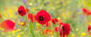 Poppies at Aptera 1