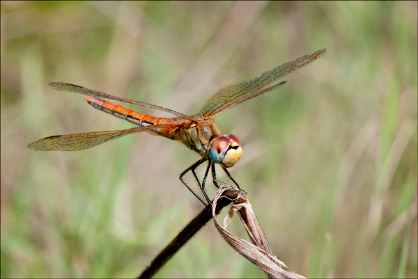 Red-veined Darter