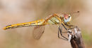 Red-veined Darter