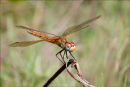Red-veined Darter