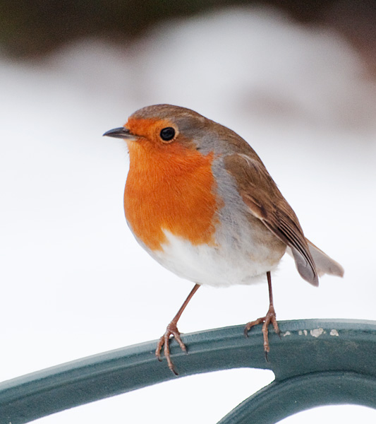Christmas Robin